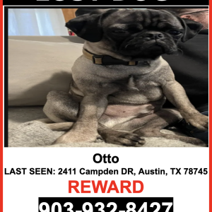 Image of Otto, Lost Dog