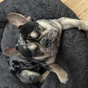 Lost Dog Bentley