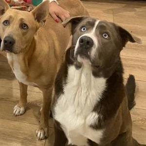 Image of Lucky/ Blue, Lost Dog