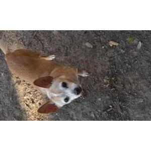 Image of Artemis Gordon  Arti, Lost Dog