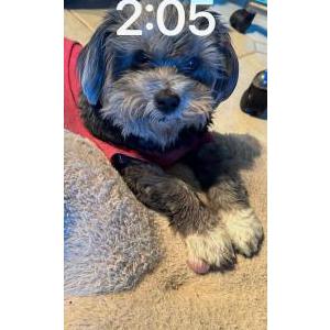 Lost Dog Lucy