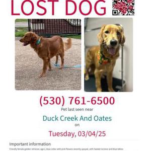 Image of Molly, Lost Dog