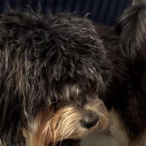 Image of unknown, Found Dog