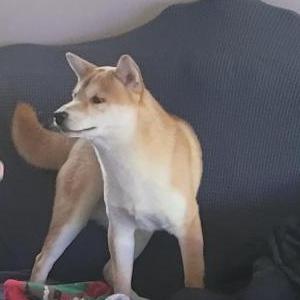 Lost Dog buster