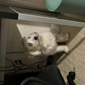 Image of Lola, Lost Dog