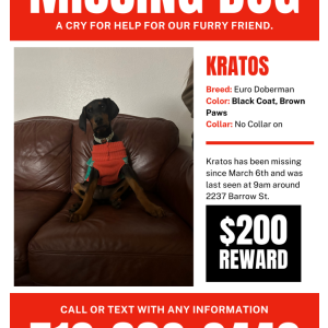 Image of Kratos, Lost Dog