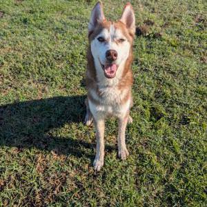 Found Dog Unknown