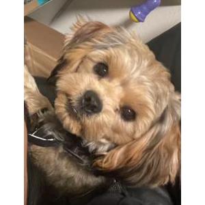 Lost Dog Meeko