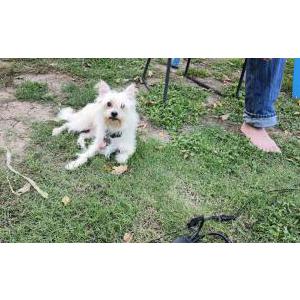 Image of Monte, Lost Dog