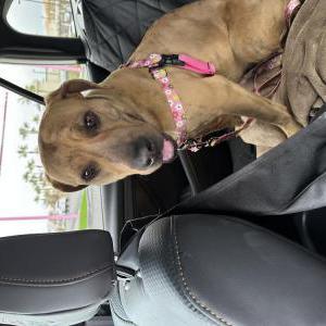Found Dog Unknown