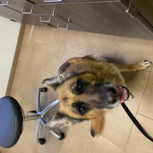 Image of Marley, Lost Dog