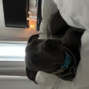 Image of Unknown, Found Dog