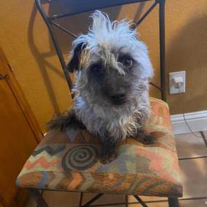 Lost Dog Max