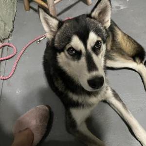 Found Dog Unknown