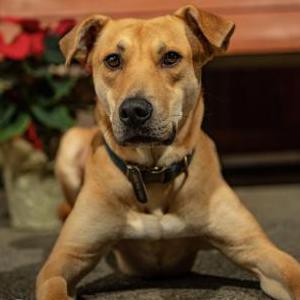 Lost Dog Rowen