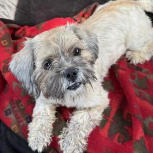 Image of Unknown, Found Dog