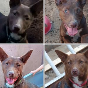 Image of Clover, Lost Dog
