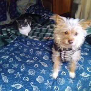 Lost Dog Corky