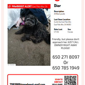 Image of Dior, Lost Dog