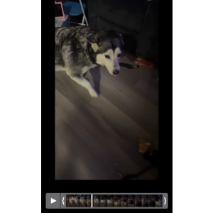 Found Dog Unknown