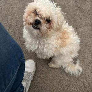 Image of Oreo, Lost Dog