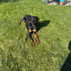 Found Dog Unknown