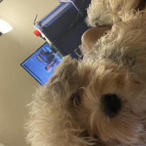 Lost Dog Zoey