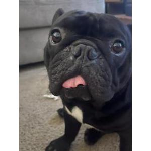 Lost Dog Ralphie