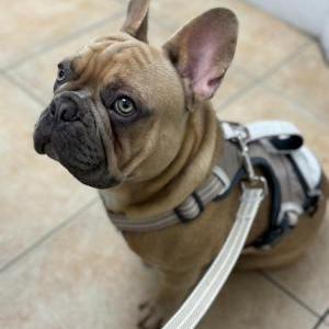 Lost Dog Cooper