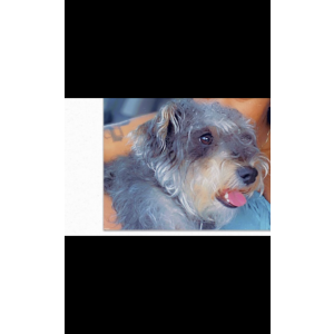Lost Dog Gucci