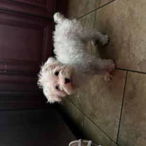 Image of Mia, Lost Dog
