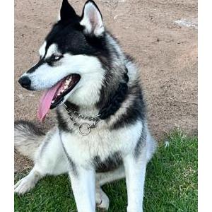Lost Dog Rocky