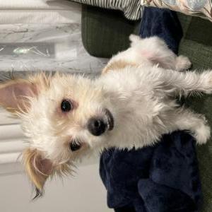 Lost Dog Milo