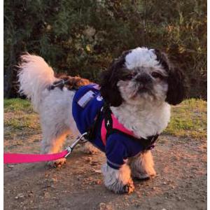 Lost Dog Dixie
