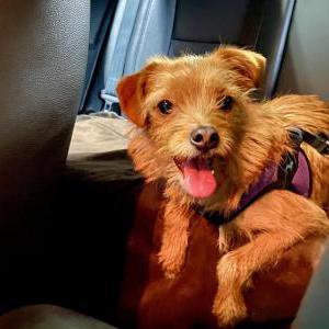Found Dog Unknown