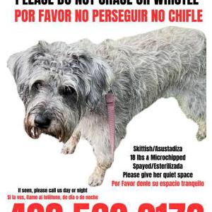 Image of Lily, Lost Dog