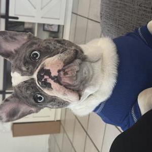 Lost Dog Spanky