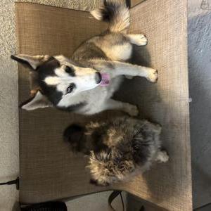 Lost Dog No name