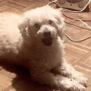 Lost Dog Max