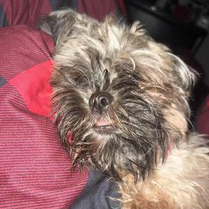 Lost Dog Lia