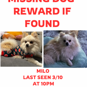 Image of Milo, Lost Dog
