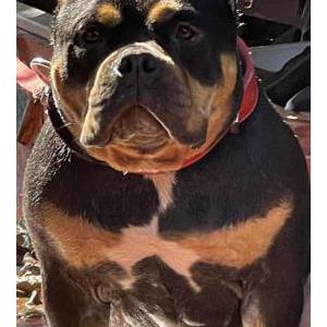 Lost Dog Chapo