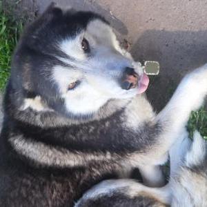 Image of Bella, Lost Dog