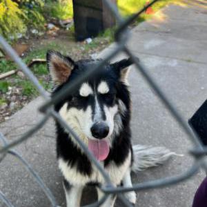 Found Dog unknown