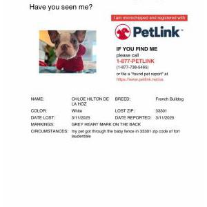 Lost Dog Chloe Hilton delahoz