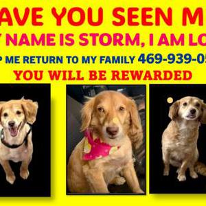 Image of Storm, Lost Dog