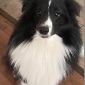 Lost Dog Oliver