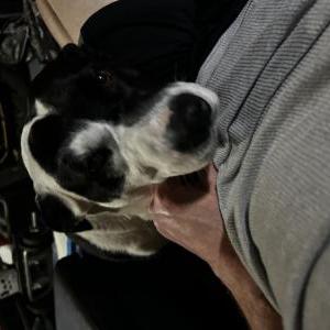 Lost Dog Kody