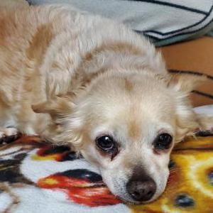 Image of Rosie, Lost Dog