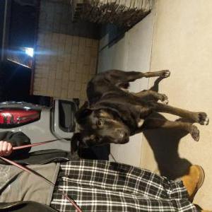 Found Dog Unknown